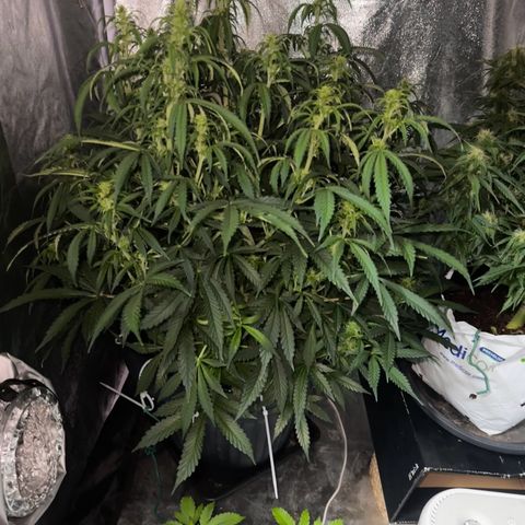 AK-47 growlog timeline photo