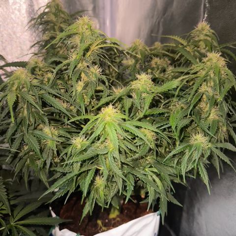 Sfv og kush growlog timeline photo