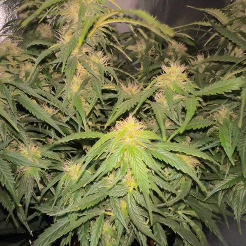 Sfv og kush growlog timeline photo