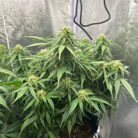 Sfv og kush growlog timeline photo