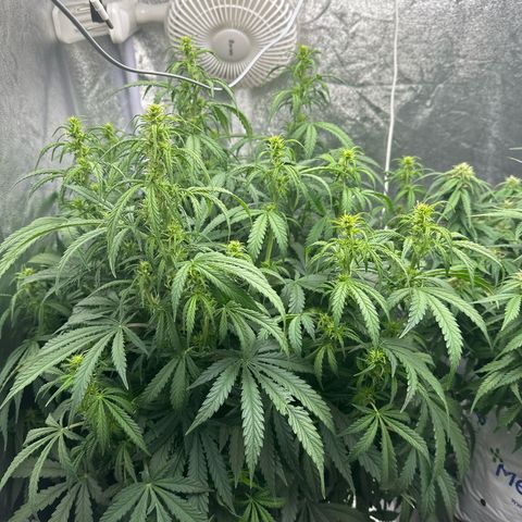 AK-47 growlog timeline photo
