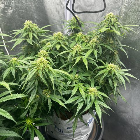 Sfv og kush growlog photo: 1200 in
1100 out
