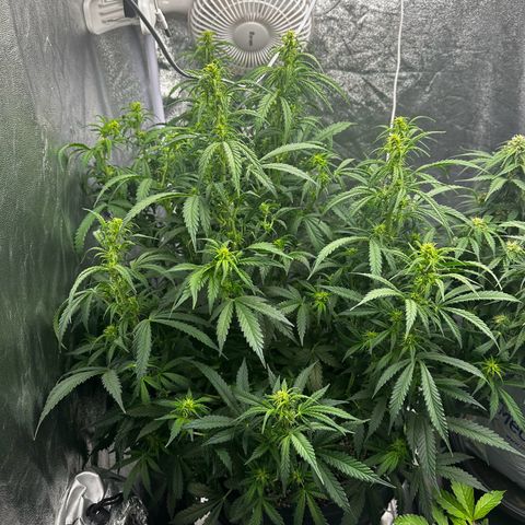 AK-47 growlog timeline photo