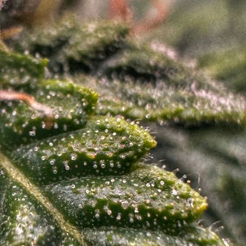 Sfv og kush growlog timeline photo