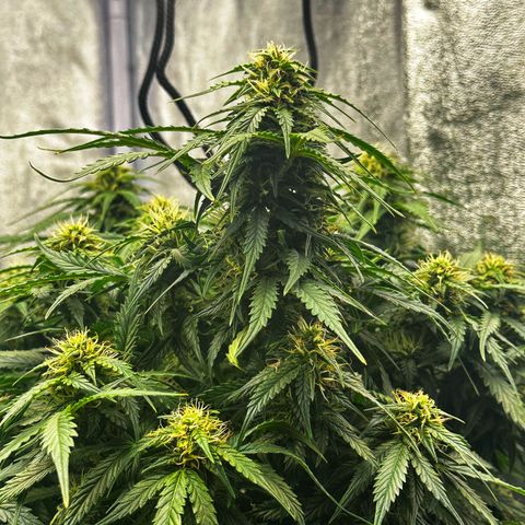 Sfv og kush growlog timeline photo