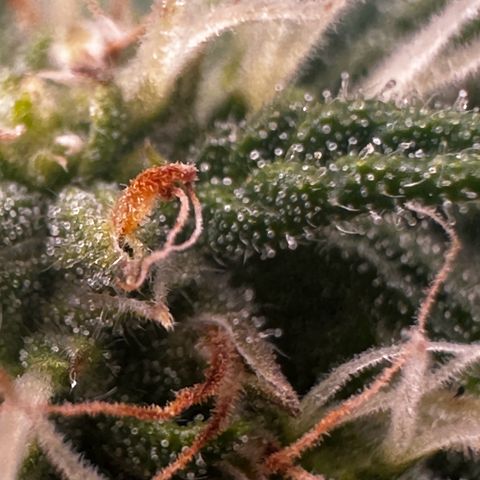 Sfv og kush growlog timeline photo