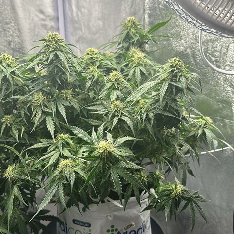 Sfv og kush growlog timeline photo