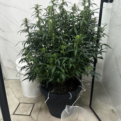 AK-47 growlog photo: 70cm