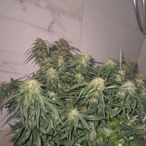 Sfv og kush growlog timeline photo