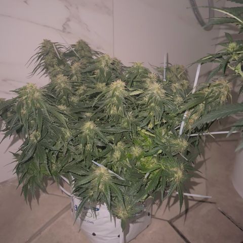 Sfv og kush growlog timeline photo