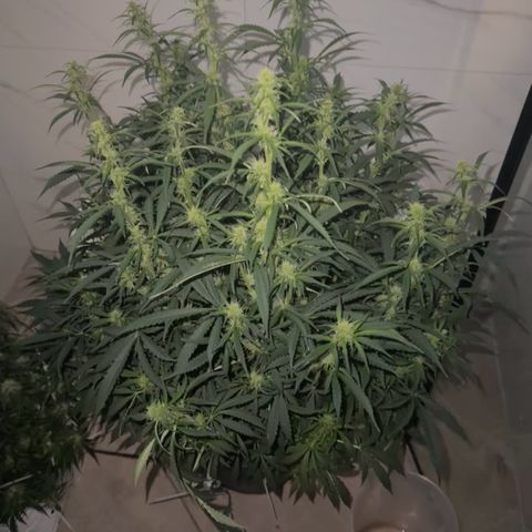 AK-47 growlog timeline photo