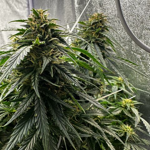 Sfv og kush growlog timeline photo
