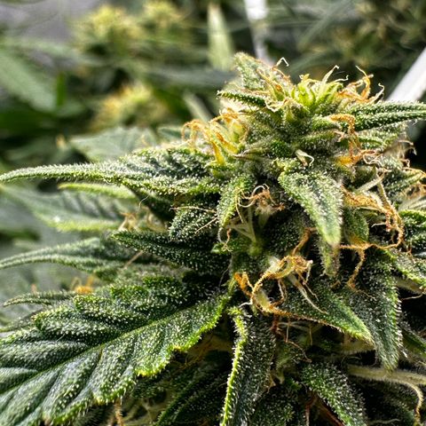 Sfv og kush growlog timeline photo