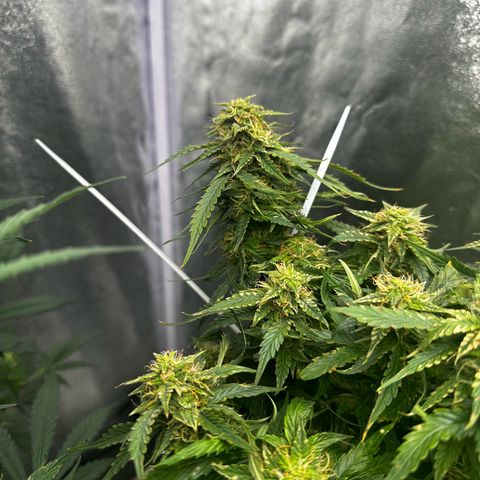 Sfv og kush growlog timeline photo