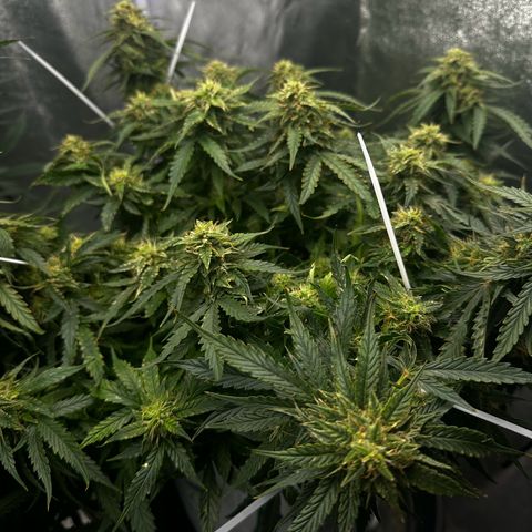 Sfv og kush growlog timeline photo