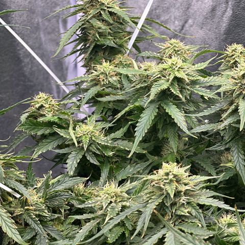 Sfv og kush growlog timeline photo