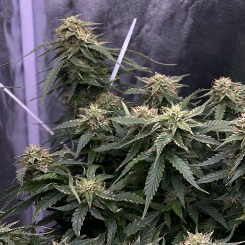 Sfv og kush growlog timeline photo