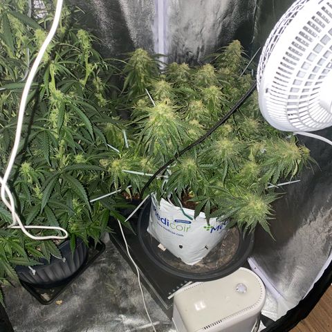 Sfv og kush growlog timeline photo