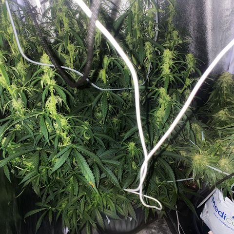AK-47 growlog timeline photo