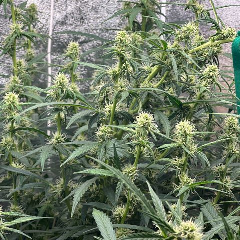 AK-47 growlog timeline photo