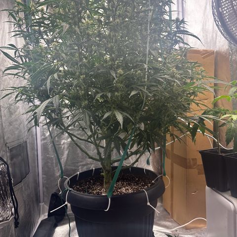 AK-47 growlog timeline photo