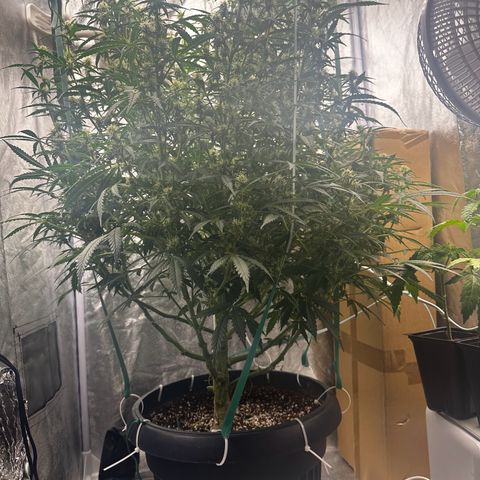 AK-47 growlog timeline photo
