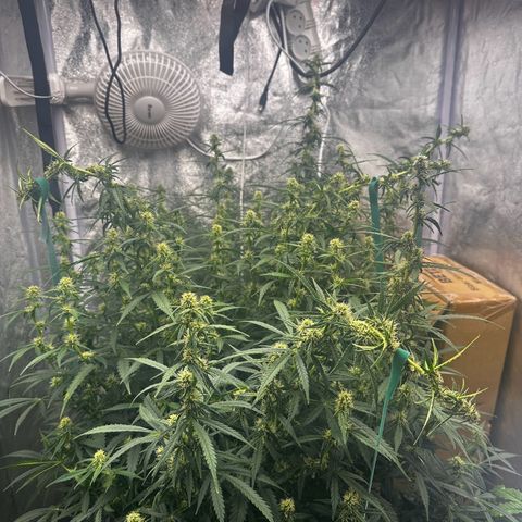 AK-47 growlog timeline photo