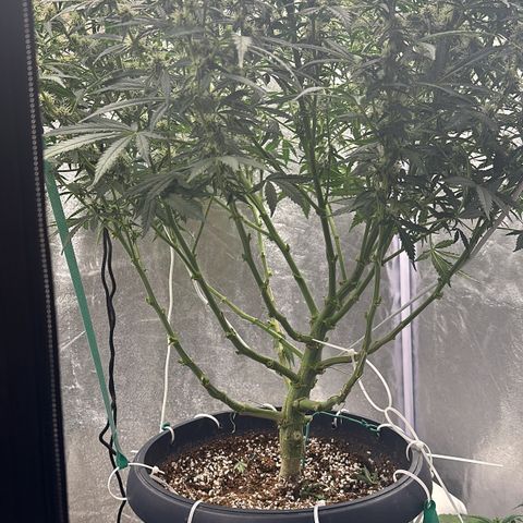 AK-47 growlog timeline photo