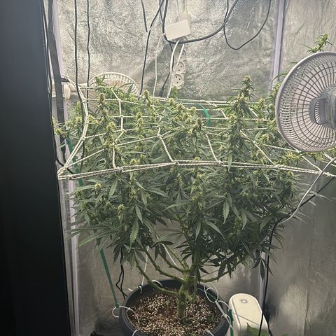 AK-47 growlog timeline photo