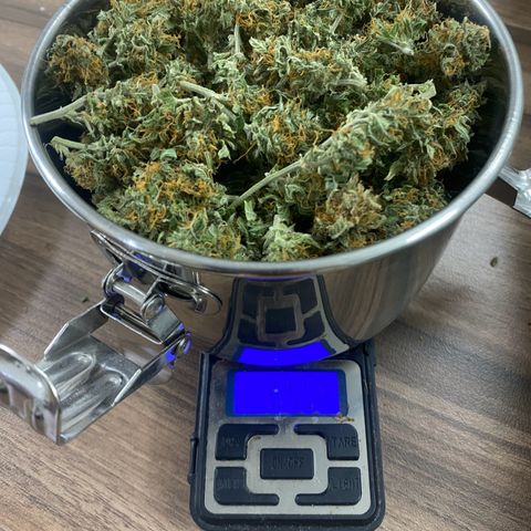 Sfv og kush growlog photo: 32 gran before curing 