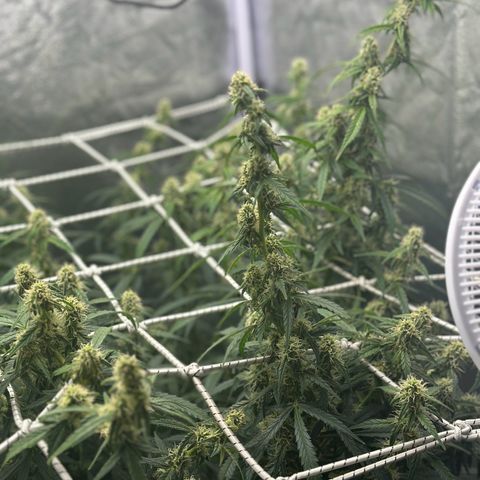 AK-47 growlog timeline photo