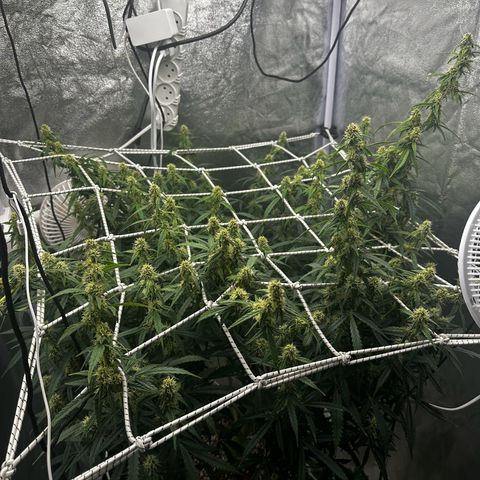 AK-47 growlog timeline photo