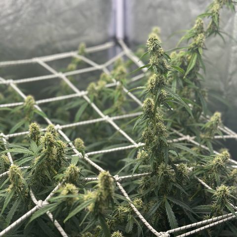 AK-47 growlog timeline photo