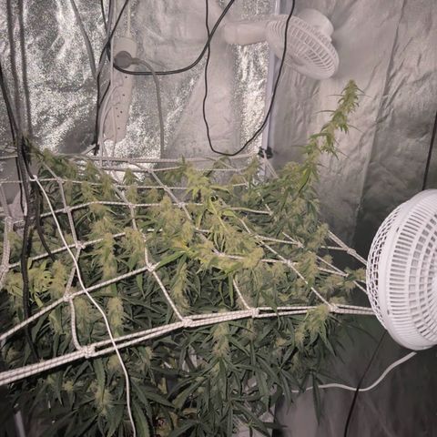 AK-47 growlog timeline photo