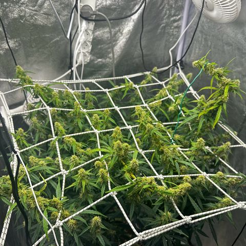 AK-47 growlog timeline photo