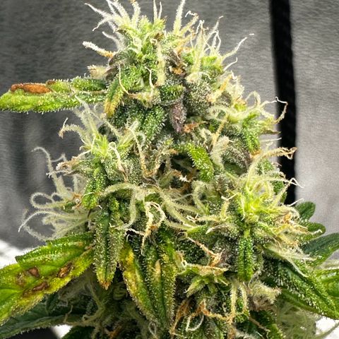 AK-47 growlog timeline photo