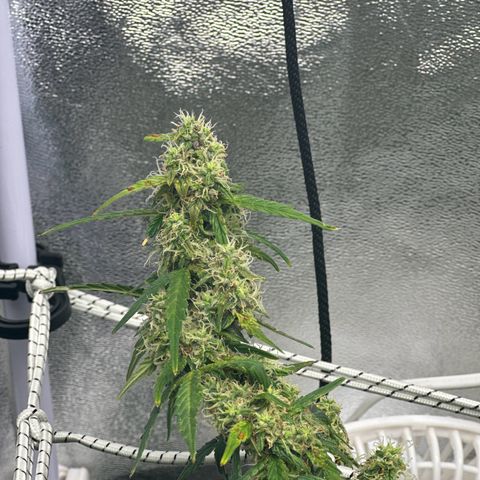 AK-47 growlog timeline photo