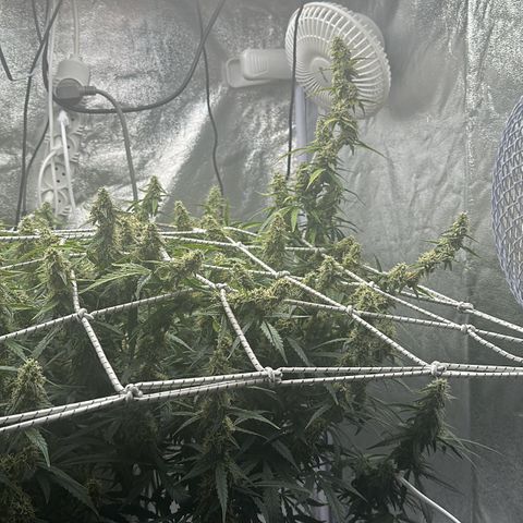 AK-47 growlog timeline photo