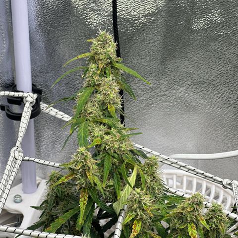 AK-47 growlog timeline photo