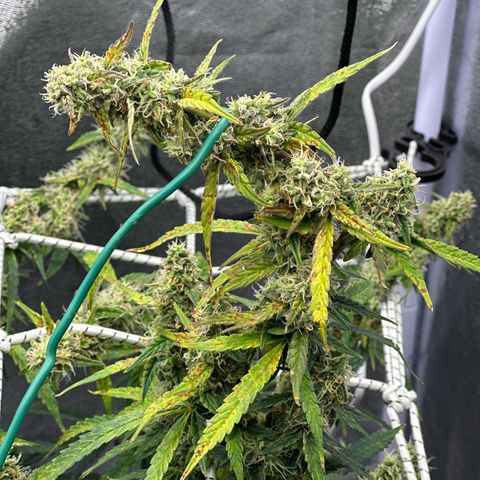 AK-47 growlog timeline photo