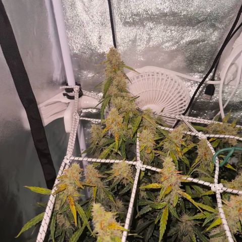 AK-47 growlog timeline photo