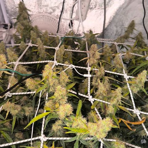 AK-47 growlog timeline photo