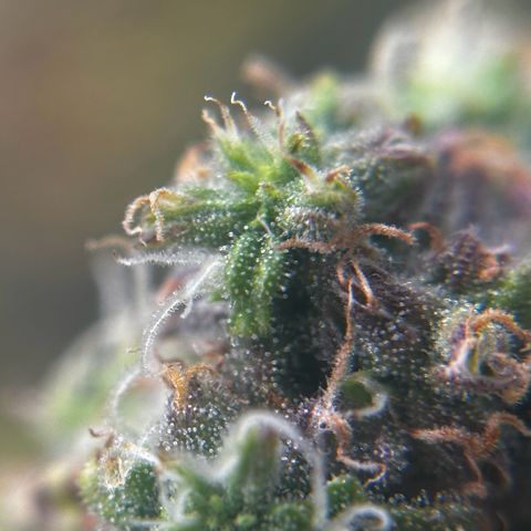AK-47 growlog timeline photo