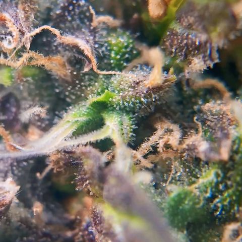 AK-47 growlog timeline photo