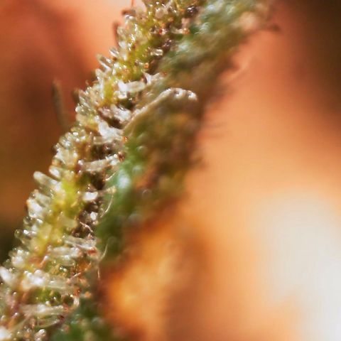 AK-47 growlog timeline photo