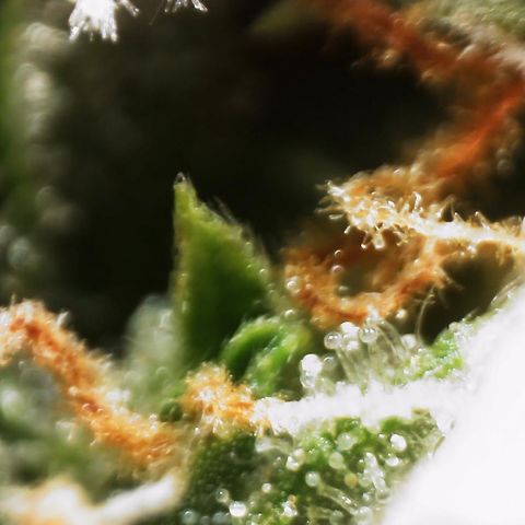 AK-47 growlog timeline photo
