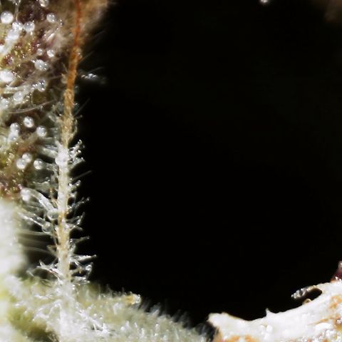 AK-47 growlog timeline photo