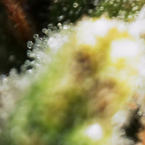 AK-47 growlog timeline photo