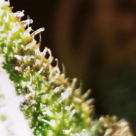 AK-47 growlog timeline photo