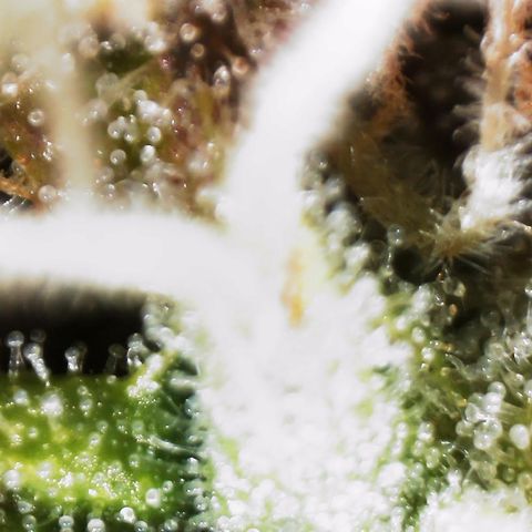 AK-47 growlog timeline photo